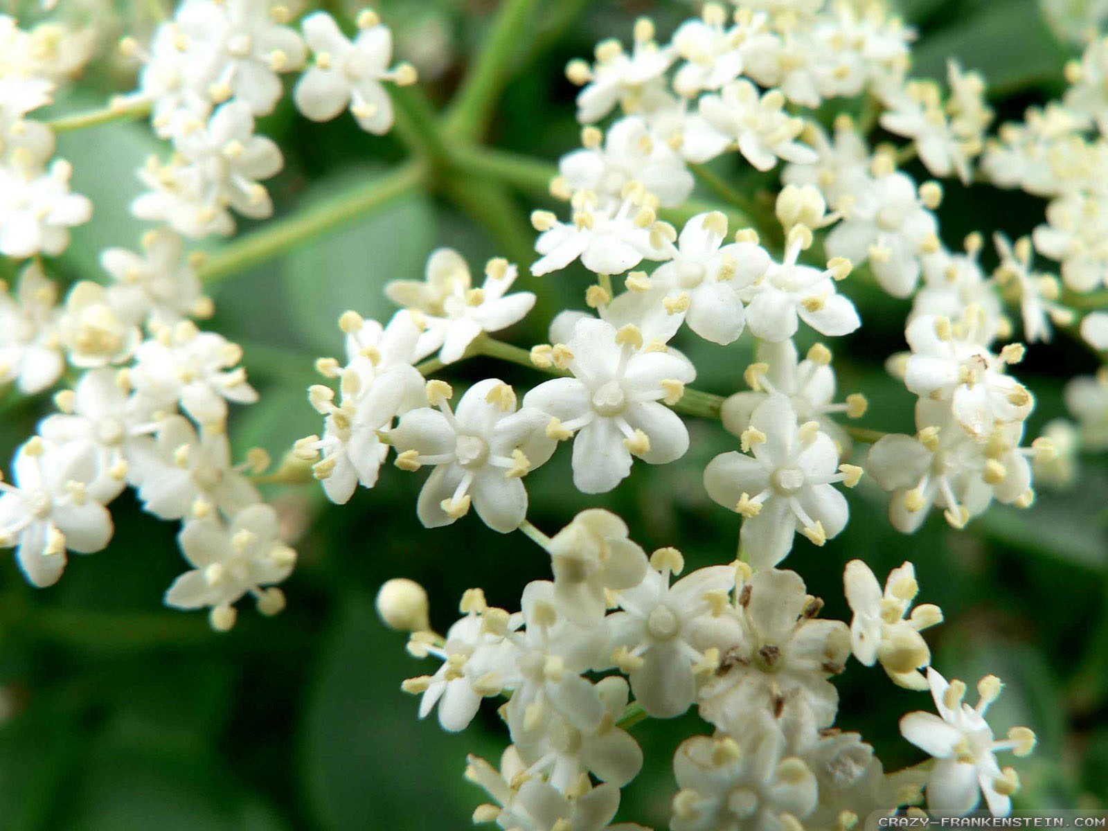 Star Jasmine Thailand